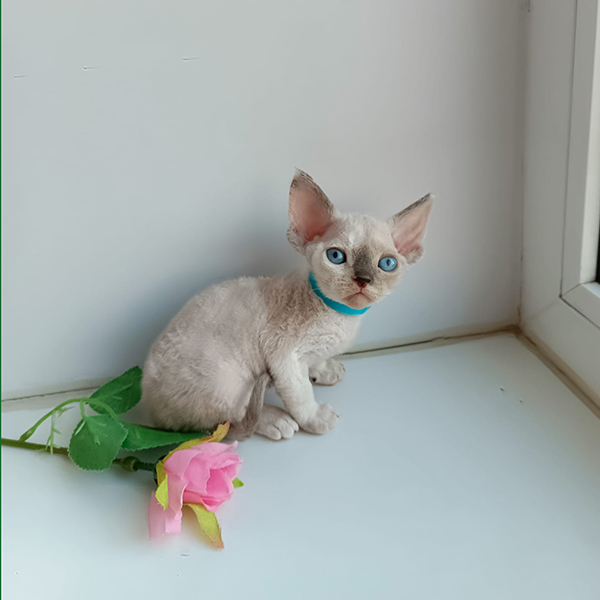 Adorable Devon Rex kittens for sale