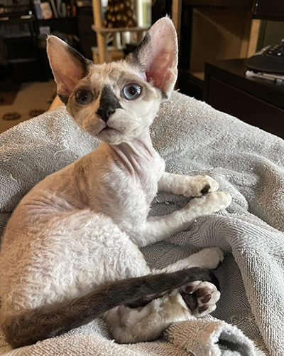 Adorable Devon Rex kittens for sale