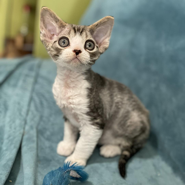 Adorable Devon Rex kittens for sale