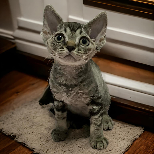 Adorable Devon Rex kittens for sale