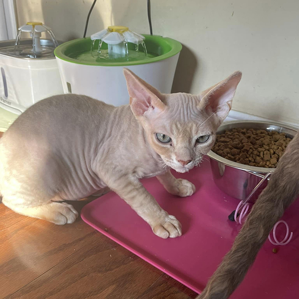 Adorable Devon Rex kittens for sale