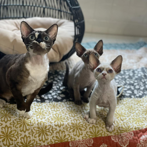 Cattery sales cornish rex